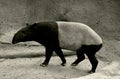 Malayan tapirÃ¯Â¼Å Ã©Â¦Â¬Ã¤Â¾â Ã¨Â²Ë Ã¯Â¼Å Asian tapir, Asiatic tapir, Oriental tapir, Indian tapir, or piebald tapir,